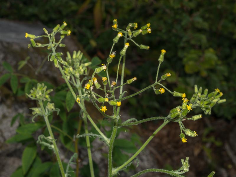 Senecio sylvaticus / Senecione delle selve